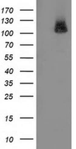 Invitrogen PDE2A Monoclonal Antibody (OTI1G9) 100 &mu;L; Unconjugated:Antibodies,