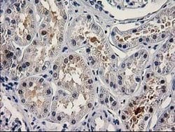 Invitrogen PNMA3 Monoclonal Antibody (OTI1C3) 100 &mu;L; Unconjugated:Antibodies,
