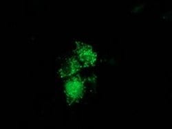 NUDT6 Monoclonal Antibody (OTI9D12):Antibodies, Monoclonal