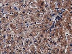 NUDT6 Monoclonal Antibody (OTI9D12):Antibodies, Monoclonal