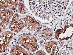 NUDT6 Monoclonal Antibody (OTI9D12):Antibodies, Monoclonal