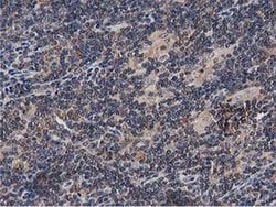 Invitrogen OGFOD1 Monoclonal Antibody (OTI1F4) 100 &mu;L; Unconjugated:Antibodies,