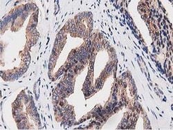 Invitrogen OGFOD1 Monoclonal Antibody (OTI1F4) 100 &mu;L; Unconjugated:Antibodies,