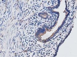Invitrogen OGFOD1 Monoclonal Antibody (OTI1F4) 100 &mu;L; Unconjugated:Antibodies,