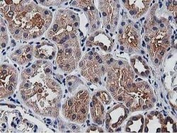 Invitrogen OGFOD1 Monoclonal Antibody (OTI1F4) 100 &mu;L; Unconjugated:Antibodies,