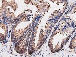 Invitrogen OGFOD1 Monoclonal Antibody (OTI1F4) 100 &mu;L; Unconjugated:Antibodies,