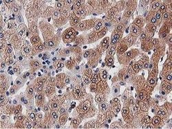 Invitrogen OGFOD1 Monoclonal Antibody (OTI1F4) 100 &mu;L; Unconjugated:Antibodies,