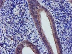 Invitrogen CHCHD5 Monoclonal Antibody (OTI4F3) 100 &mu;L; Unconjugated:Antibodies,