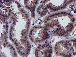 Invitrogen CHCHD5 Monoclonal Antibody (OTI4F3) 100 &mu;L; Unconjugated:Antibodies,