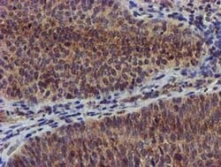 Invitrogen CHCHD5 Monoclonal Antibody (OTI4F3) 100 &mu;L; Unconjugated:Antibodies,