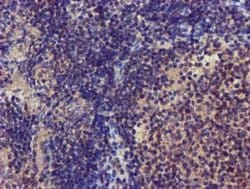 Invitrogen CHCHD5 Monoclonal Antibody (OTI4F3) 100 &mu;L; Unconjugated:Antibodies,