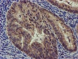 Invitrogen CHCHD5 Monoclonal Antibody (OTI4F3) 100 &mu;L; Unconjugated:Antibodies,