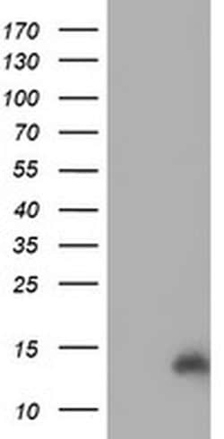 Invitrogen CHCHD5 Monoclonal Antibody (OTI4F3) 100 &mu;L; Unconjugated:Antibodies,