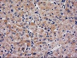 Invitrogen SERPINB4 Monoclonal Antibody (OTI4C8) 100 &mu;L; Unconjugated:Antibodies,