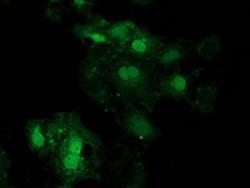 Invitrogen eIF4E2 Monoclonal Antibody (OTI1F11) 100 &mu;L; Unconjugated:Antibodies,