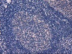 Invitrogen eIF4E2 Monoclonal Antibody (OTI1F11) 100 &mu;L; Unconjugated:Antibodies,