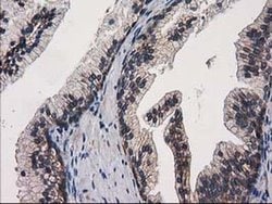 Invitrogen eIF4E2 Monoclonal Antibody (OTI1F11) 100 &mu;L; Unconjugated:Antibodies,