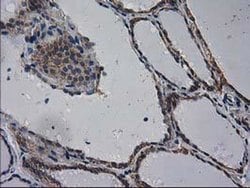 Invitrogen eIF4E2 Monoclonal Antibody (OTI1F11) 100 &mu;L; Unconjugated:Antibodies,