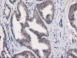 Invitrogen eIF4E2 Monoclonal Antibody (OTI1F11) 100 &mu;L; Unconjugated:Antibodies,