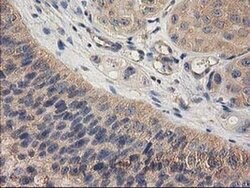 CHCHD5 Monoclonal Antibody (OTI9E6):Antibodies, Monoclonal