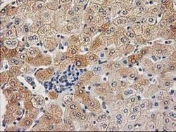 CHCHD5 Monoclonal Antibody (OTI9E6):Antibodies, Monoclonal