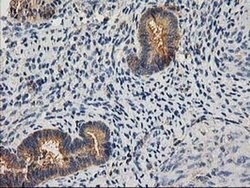 CHCHD5 Monoclonal Antibody (OTI9E6):Antibodies, Monoclonal