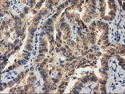 CHCHD5 Monoclonal Antibody (OTI9E6):Antibodies, Monoclonal