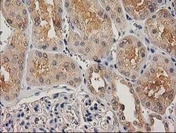 CHCHD5 Monoclonal Antibody (OTI9E6):Antibodies, Monoclonal