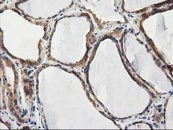 CHCHD5 Monoclonal Antibody (OTI9E6):Antibodies, Monoclonal