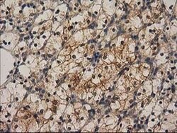 CHCHD5 Monoclonal Antibody (OTI9E6):Antibodies, Monoclonal