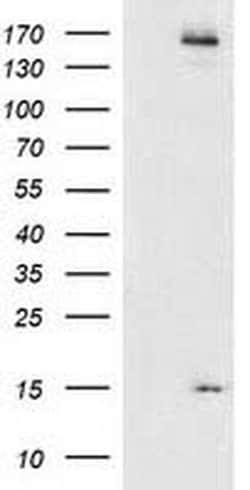CHCHD5 Monoclonal Antibody (OTI9E6):Antibodies, Monoclonal
