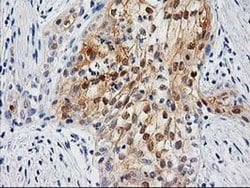 Invitrogen UBL4A Monoclonal Antibody (OTI2E2) 100 &mu;L; Unconjugated:Antibodies,