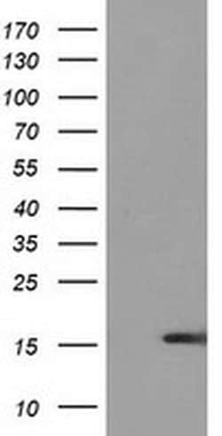 Invitrogen UBL4A Monoclonal Antibody (OTI2E2) 100 &mu;L; Unconjugated:Antibodies,