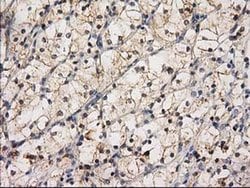 Invitrogen eIF4E2 Monoclonal Antibody (OTI1C1) 100 &mu;L; Unconjugated:Antibodies,