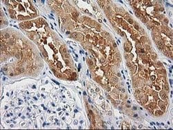 Invitrogen CTH Monoclonal Antibody (OTI1E12) 100 &mu;L; Unconjugated:Antibodies,
