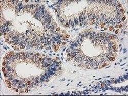 Invitrogen CTH Monoclonal Antibody (OTI1E12) 100 &mu;L; Unconjugated:Antibodies,