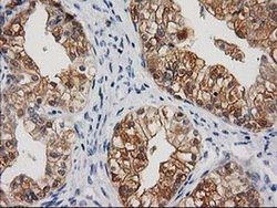 Invitrogen CTH Monoclonal Antibody (OTI1E12) 100 &mu;L; Unconjugated:Antibodies,