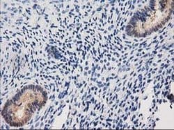 Invitrogen CTH Monoclonal Antibody (OTI1E12) 100 &mu;L; Unconjugated:Antibodies,