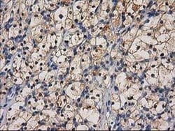Invitrogen CTH Monoclonal Antibody (OTI1E12) 100 &mu;L; Unconjugated:Antibodies,