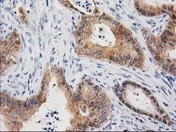 Invitrogen CTH Monoclonal Antibody (OTI1E12) 100 &mu;L; Unconjugated:Antibodies,