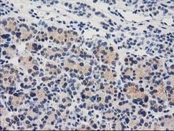 Invitrogen CTH Monoclonal Antibody (OTI1E12) 100 &mu;L; Unconjugated:Antibodies,