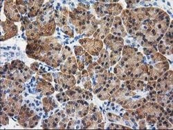 Invitrogen CTH Monoclonal Antibody (OTI1E12) 100 &mu;L; Unconjugated:Antibodies,