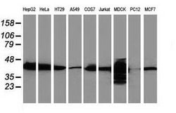 Invitrogen CTH Monoclonal Antibody (OTI1E12) 100 &mu;L; Unconjugated:Antibodies,