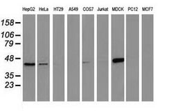 Invitrogen CTH Monoclonal Antibody (OTI2D6) 100 &mu;L | Buy Online | Invitrogen&trade; | Fisher Scientific
