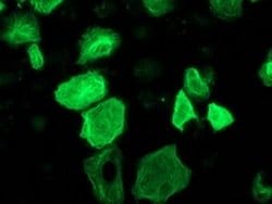 Invitrogen RASSF1 Monoclonal Antibody (OTI2B11) 100 &mu;L; Unconjugated:Antibodies,