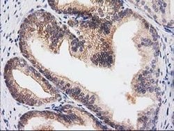 Invitrogen RASSF1 Monoclonal Antibody (OTI2B11) 100 &mu;L; Unconjugated:Antibodies,