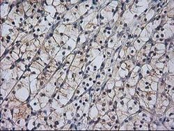 Invitrogen RASSF1 Monoclonal Antibody (OTI2B11) 100 &mu;L; Unconjugated:Antibodies,