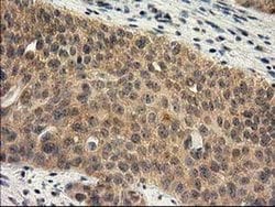 Invitrogen RASSF1 Monoclonal Antibody (OTI2B11) 100 &mu;L; Unconjugated:Antibodies,