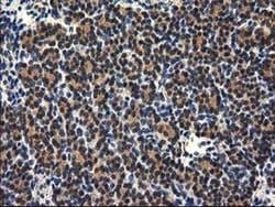 Invitrogen RASSF1 Monoclonal Antibody (OTI2B11) 100 &mu;L; Unconjugated:Antibodies,