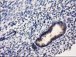 Invitrogen RASSF1 Monoclonal Antibody (OTI2B11) 100 &mu;L; Unconjugated:Antibodies,